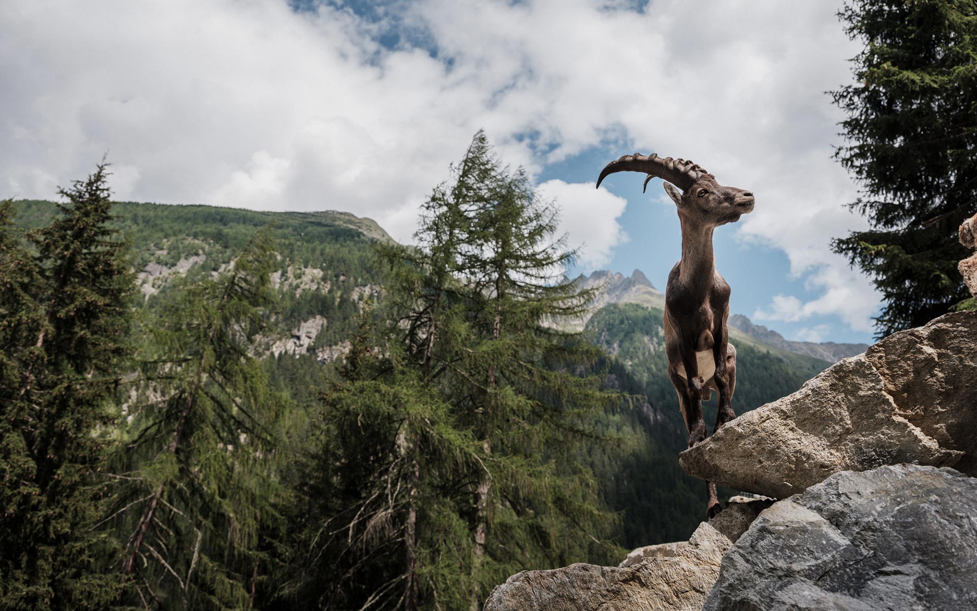 Köflerhof Ferienwohnungen im Pitztal Köflerhof Ferienwohnungen im Pitztal